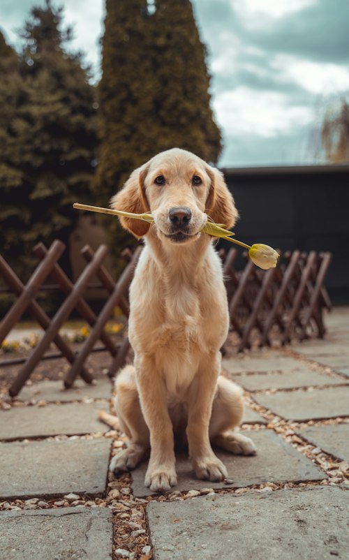 Buddy