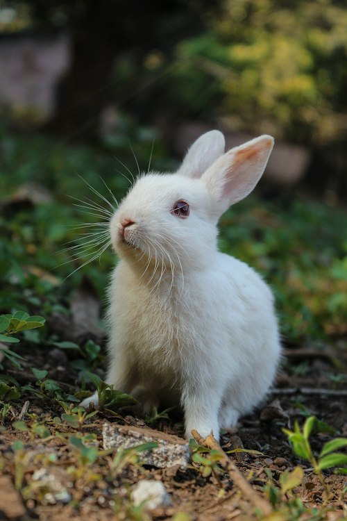 Thumper