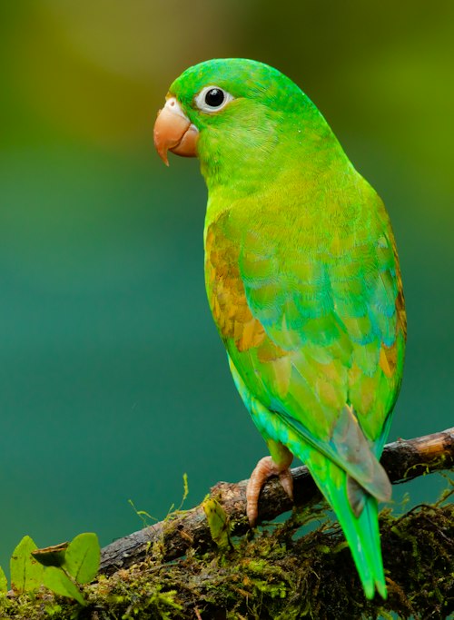 Kiwi