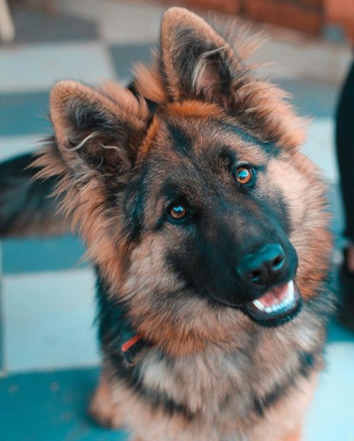 Max