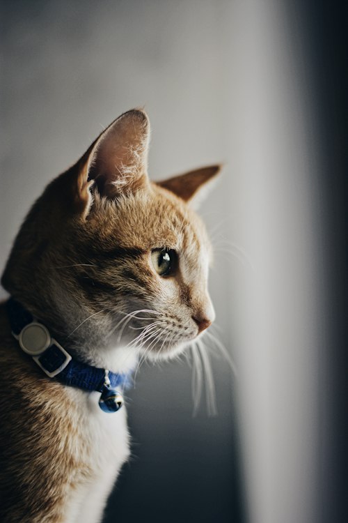 Pip