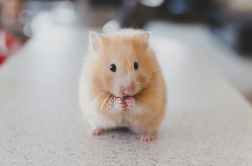 Peanut
