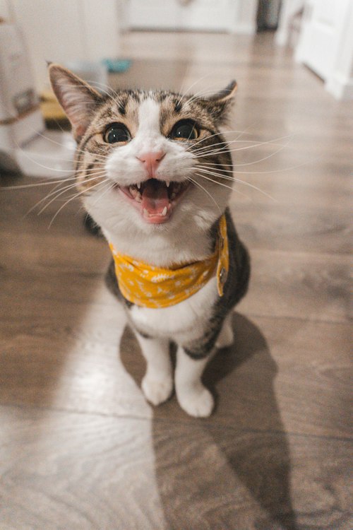 Nala